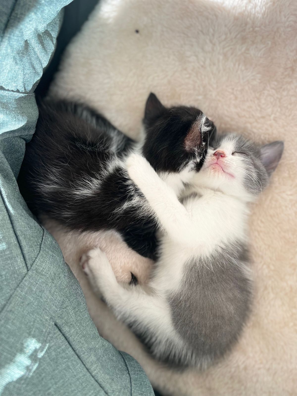 Gallery image: Oreo 