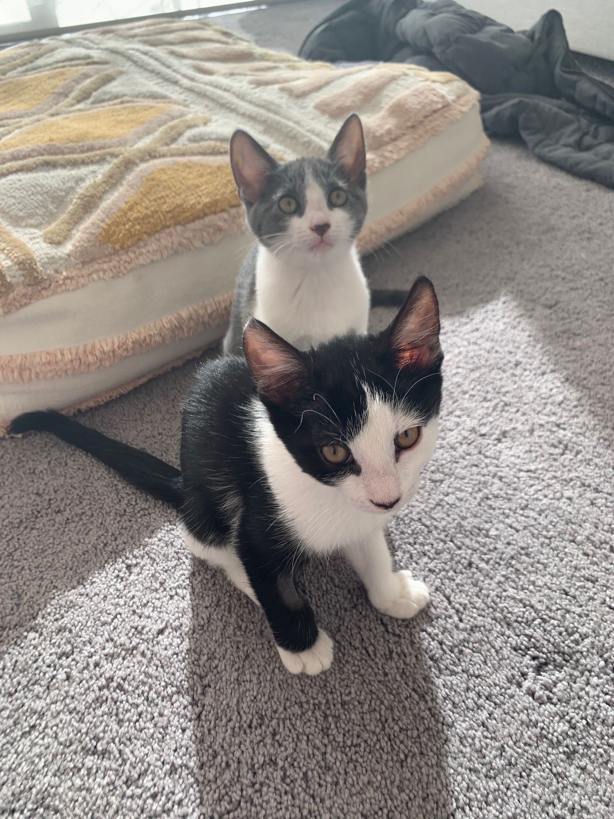 Gallery image: Oreo 