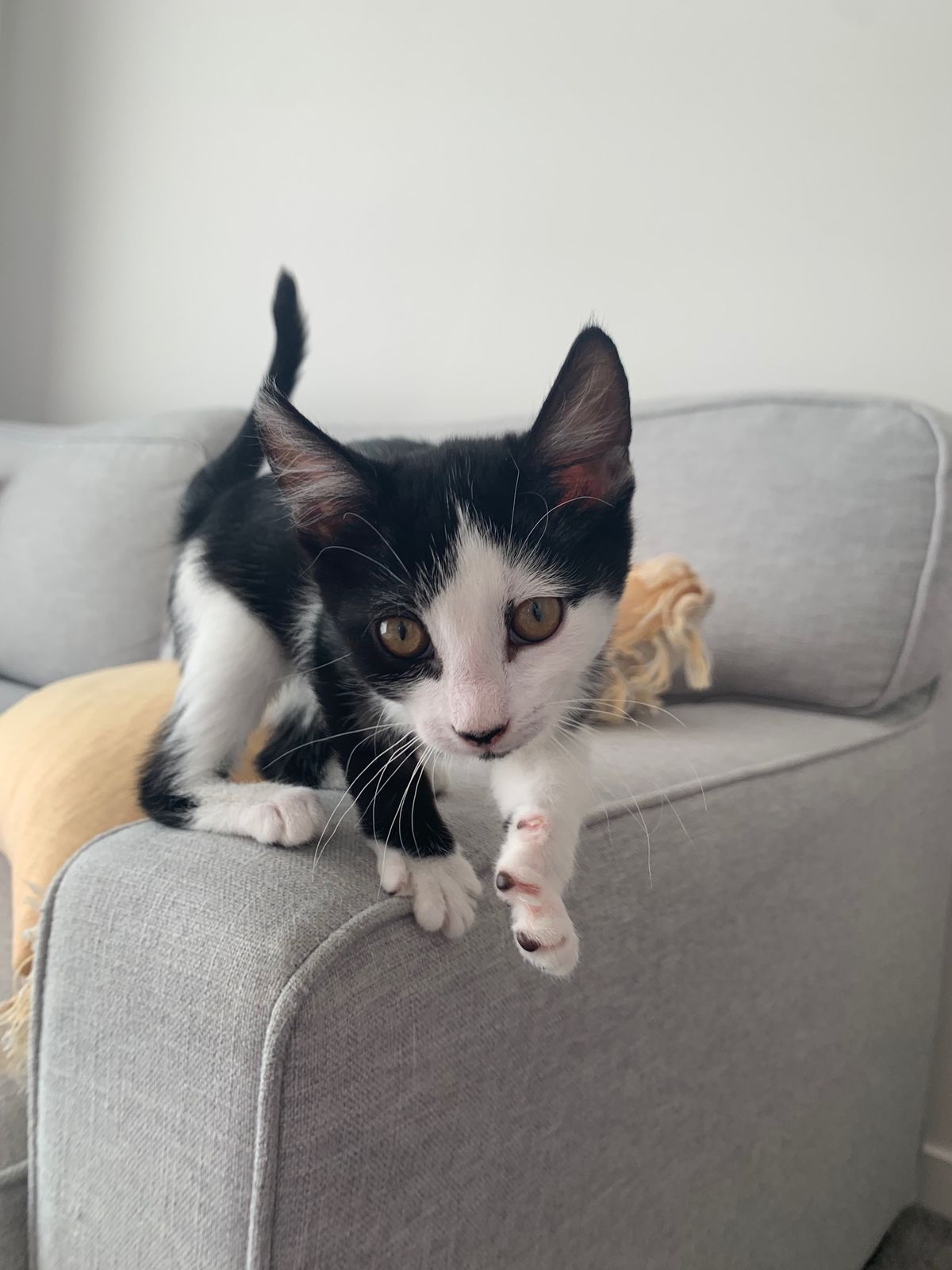 Gallery image: Oreo 