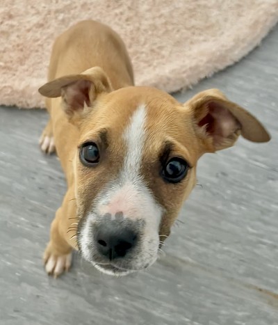Minty - Medium Cross Breed