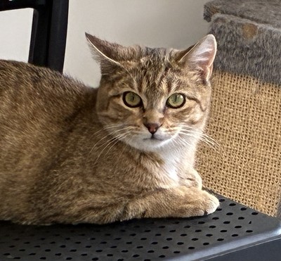 Tiki - Domestic Short Hair