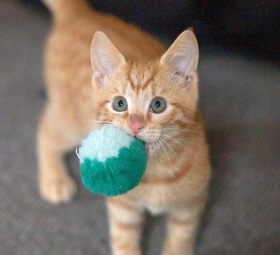 Ed Sheeran - Domestic Short Hair