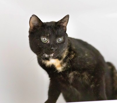 Olive - Domestic Short Hair