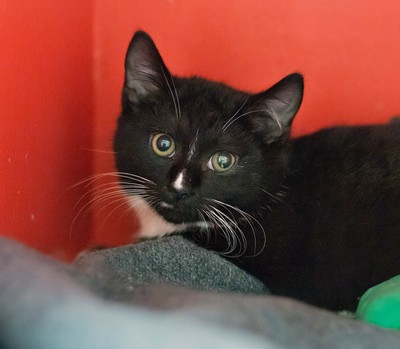 Atlas - Domestic Short Hair