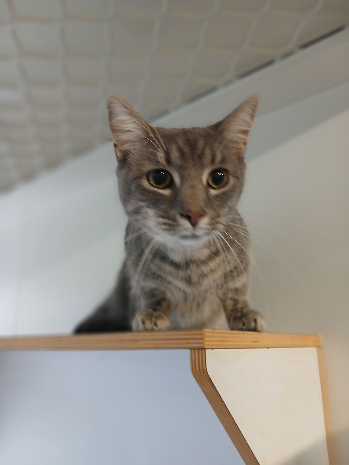 Gallery image: Gizmo