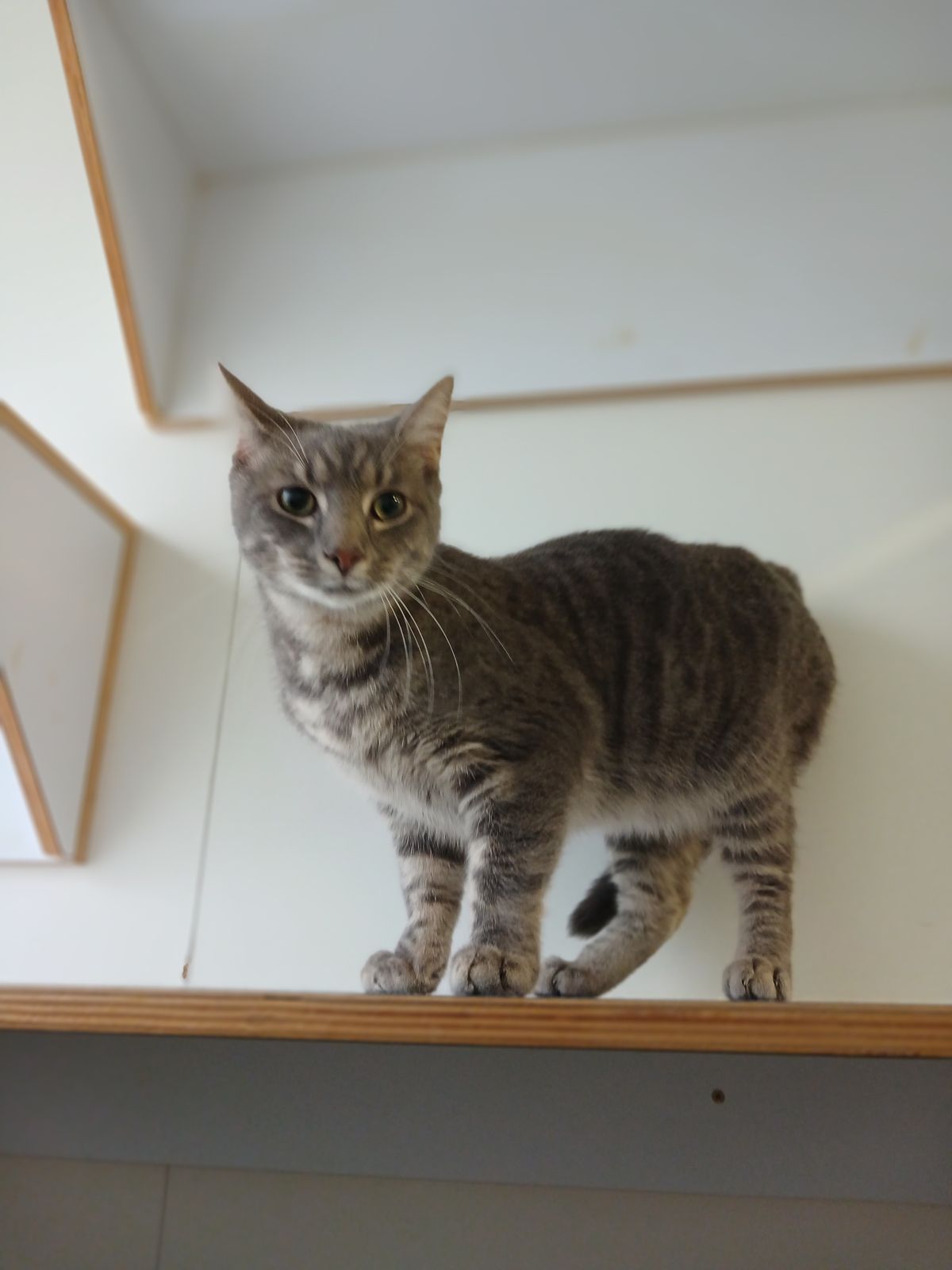 Gallery image: Gizmo