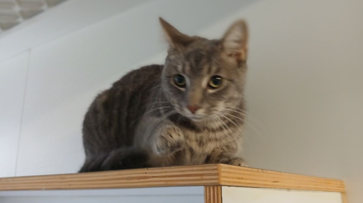 Gallery image: Gizmo
