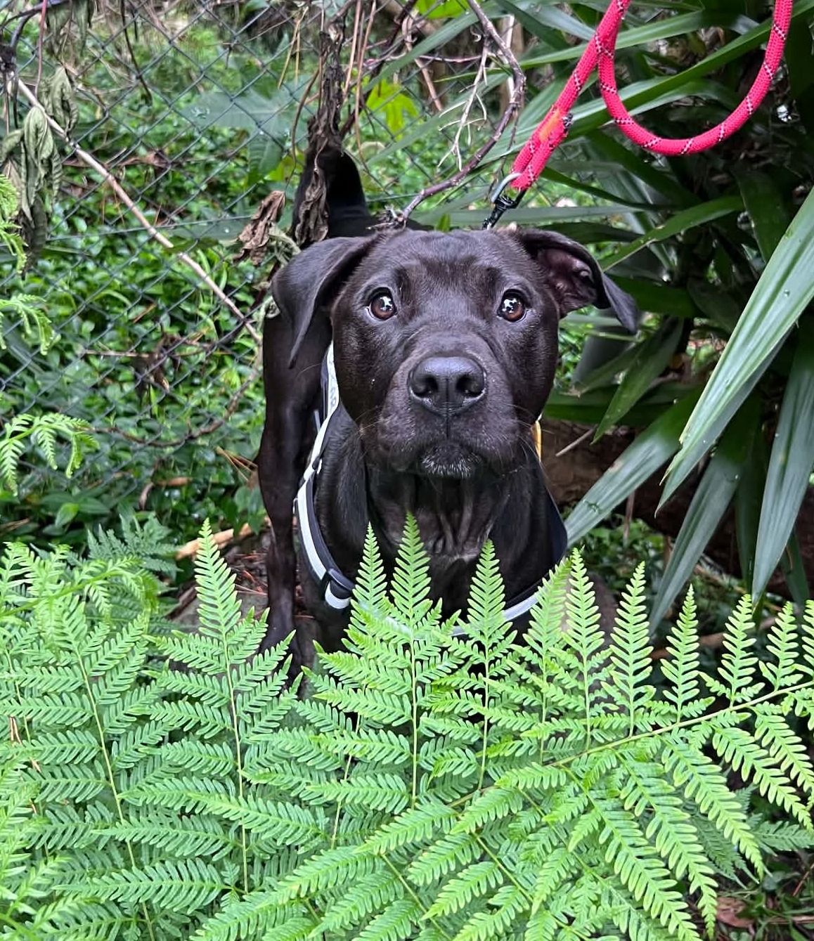 Gallery image: Oscar
