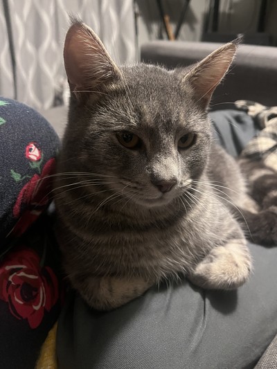 Donny - Domestic Short Hair