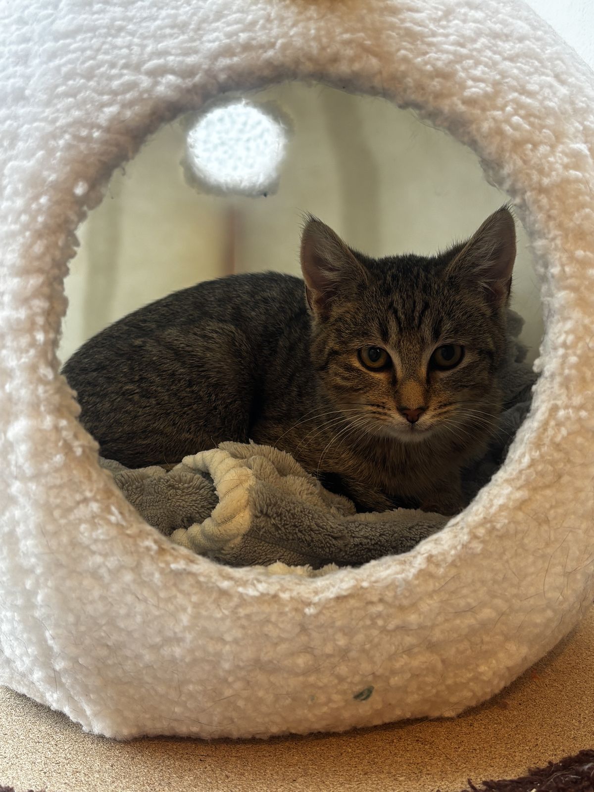 Gallery image: Louie