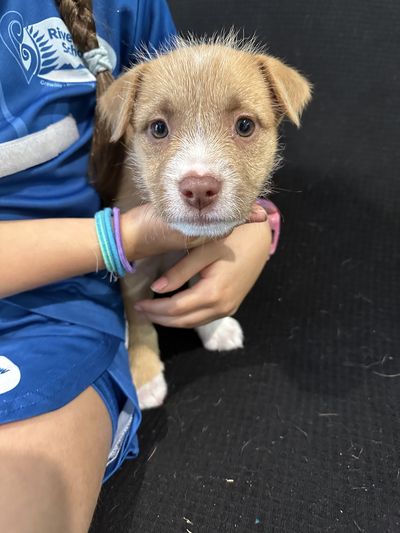 Evie