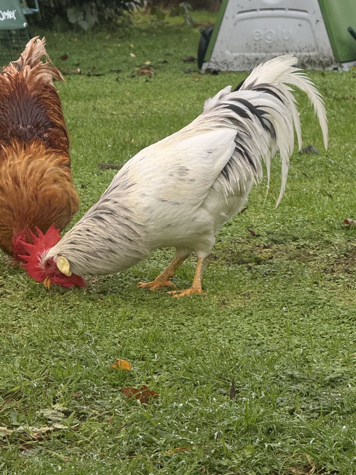 Gallery image: Cluckingham
