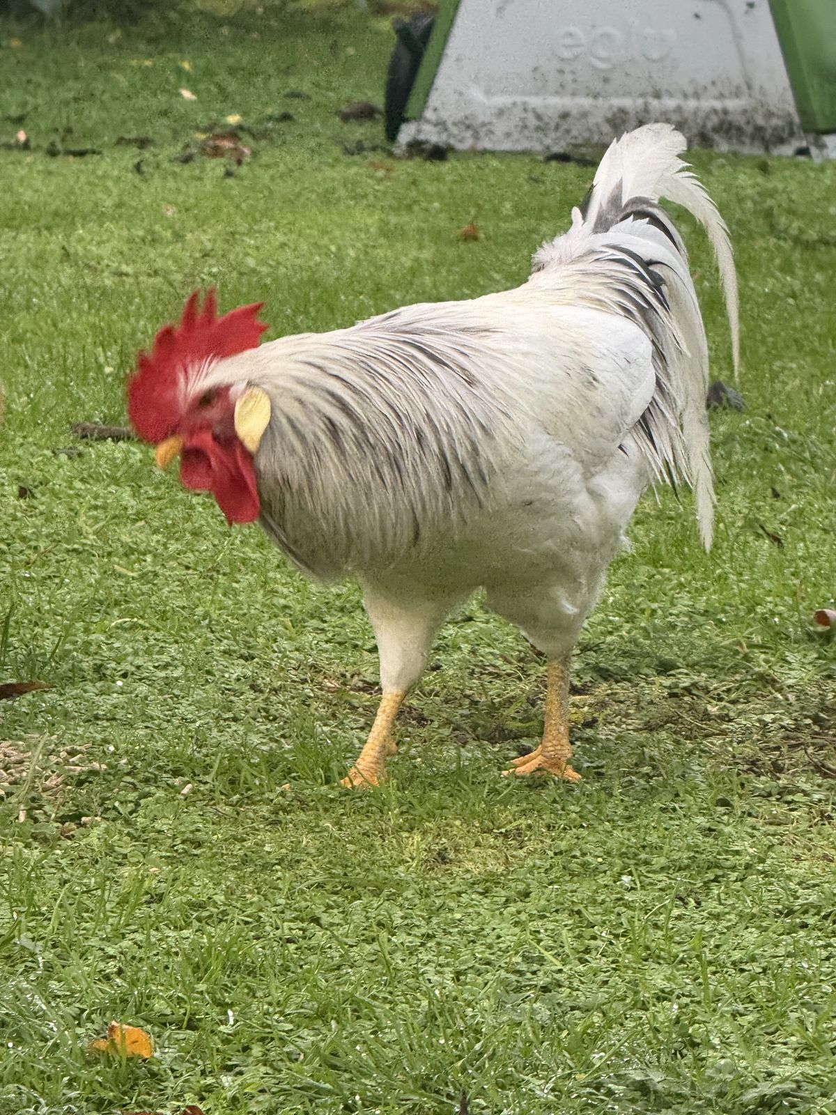 Gallery image: Cluckingham