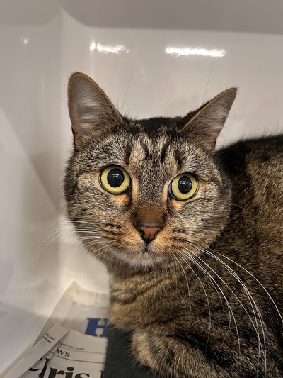 Trixie - Domestic Short Hair