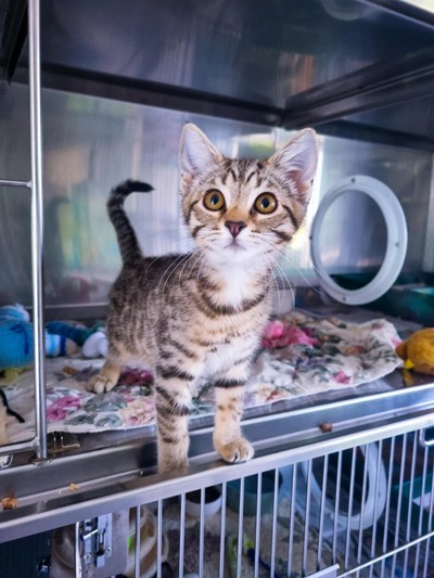 Ronda Rousey - Domestic Short Hair