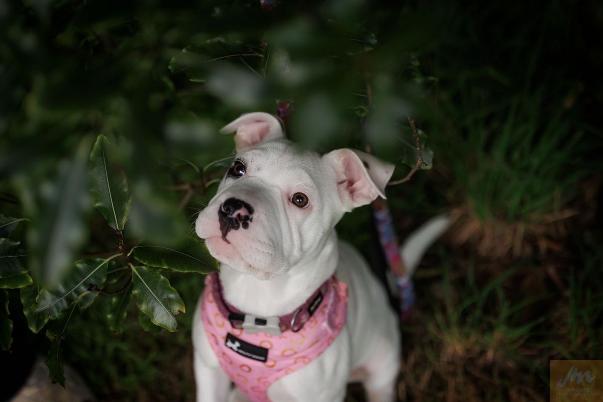 Gallery image: Guava