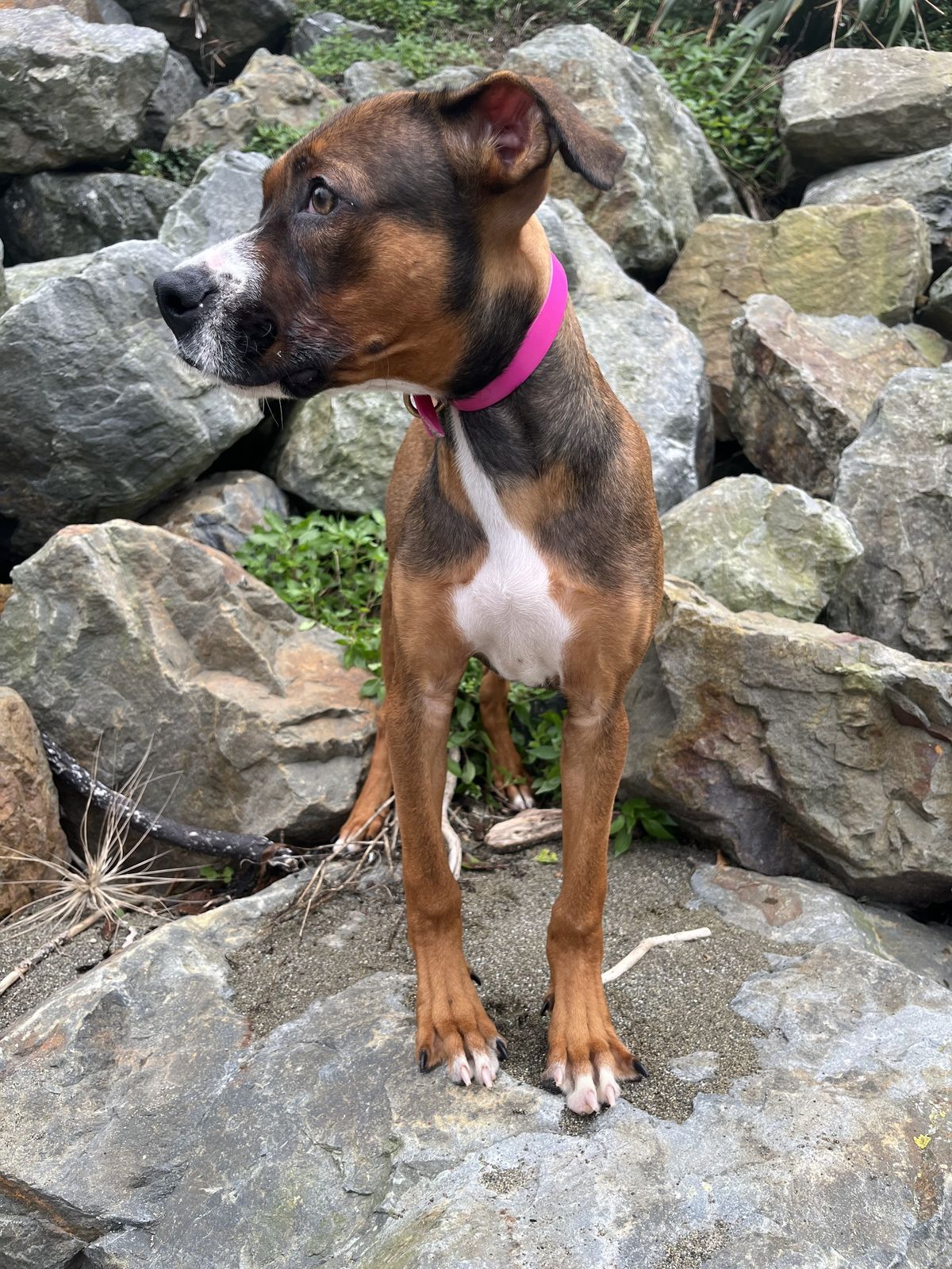 Gallery image: Rocky