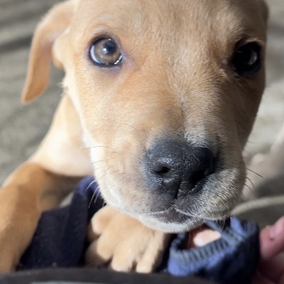 Kruz - Large Cross Breed