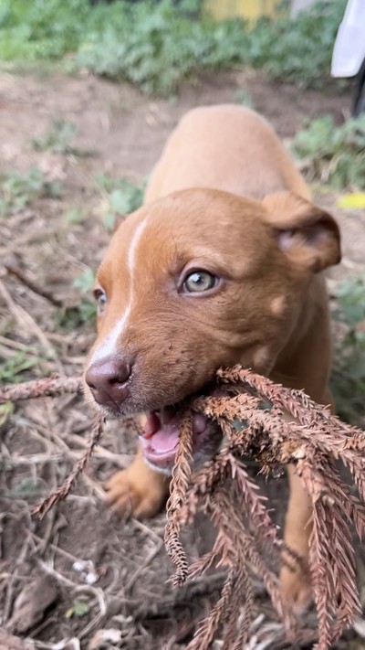 Kyrie - Large Cross Breed