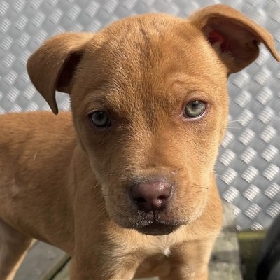 Karma - Large Cross Breed