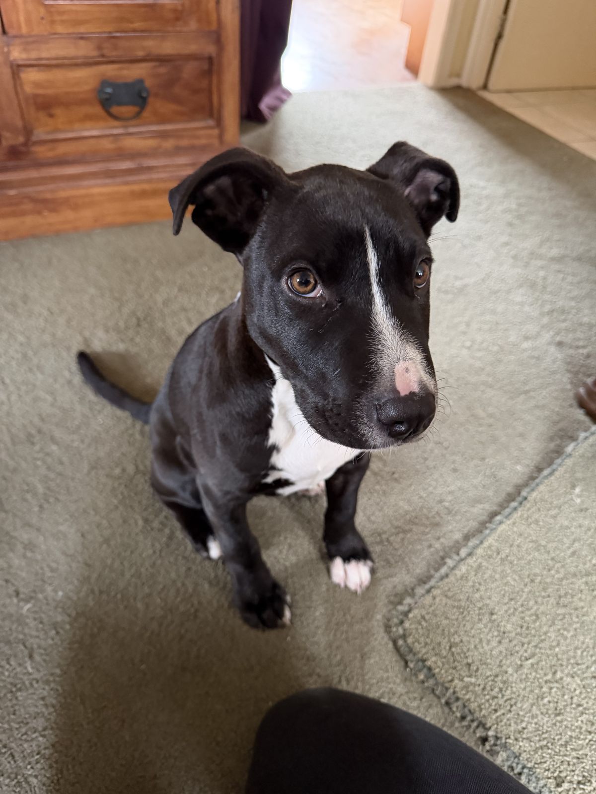 Gallery image: Bandit