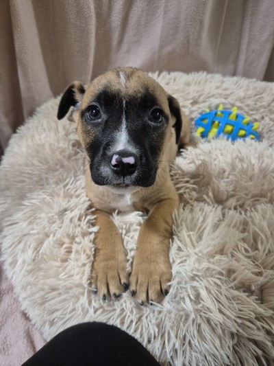 Fern - Medium Cross Breed