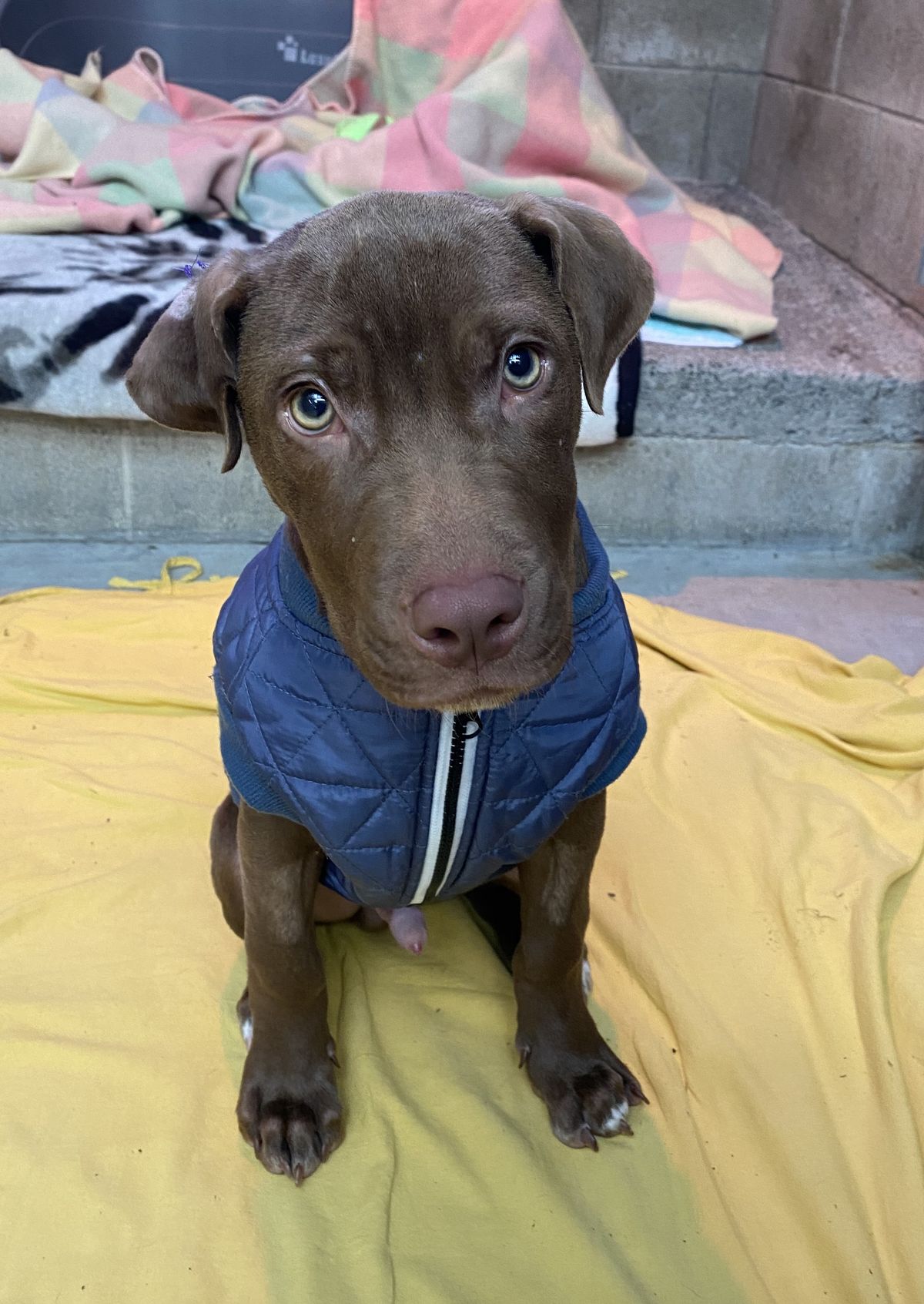 Gallery image: Scout