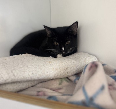 Emma - Domestic Short Hair