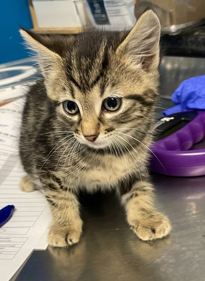 Elvis - Domestic Short Hair