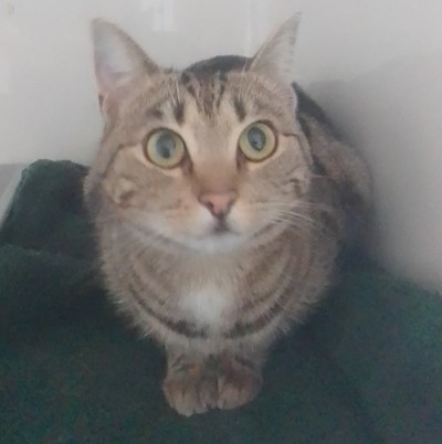 Sammy - Domestic Short Hair