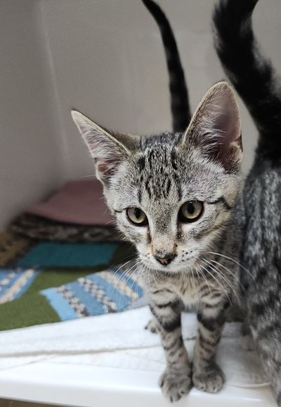 Oscar