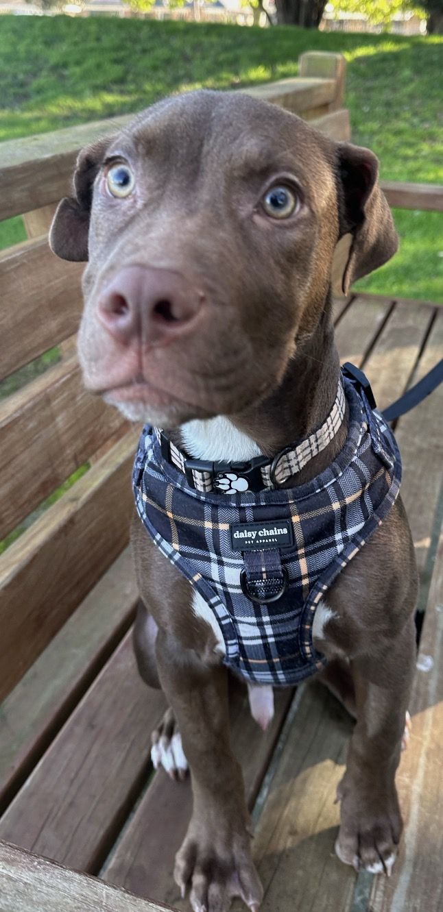 Gallery image: Scout