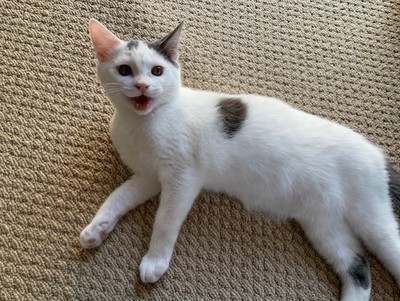 Mozzarella - Domestic Short Hair