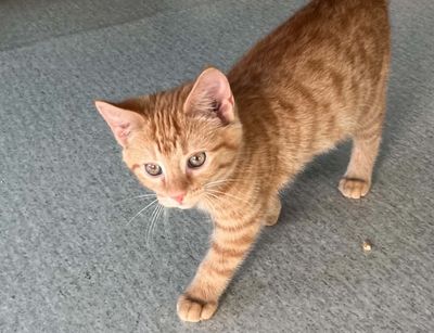 Sid