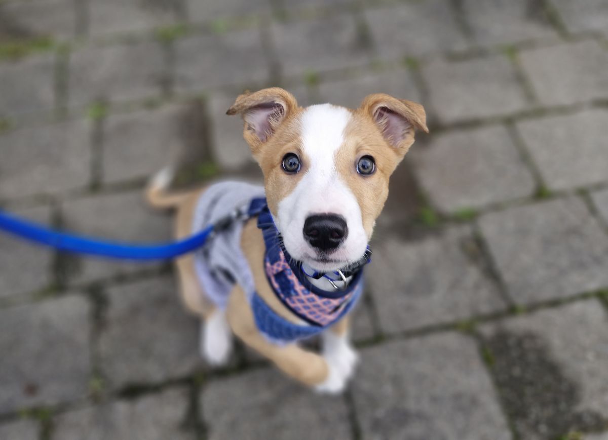 Gallery image: Ollie