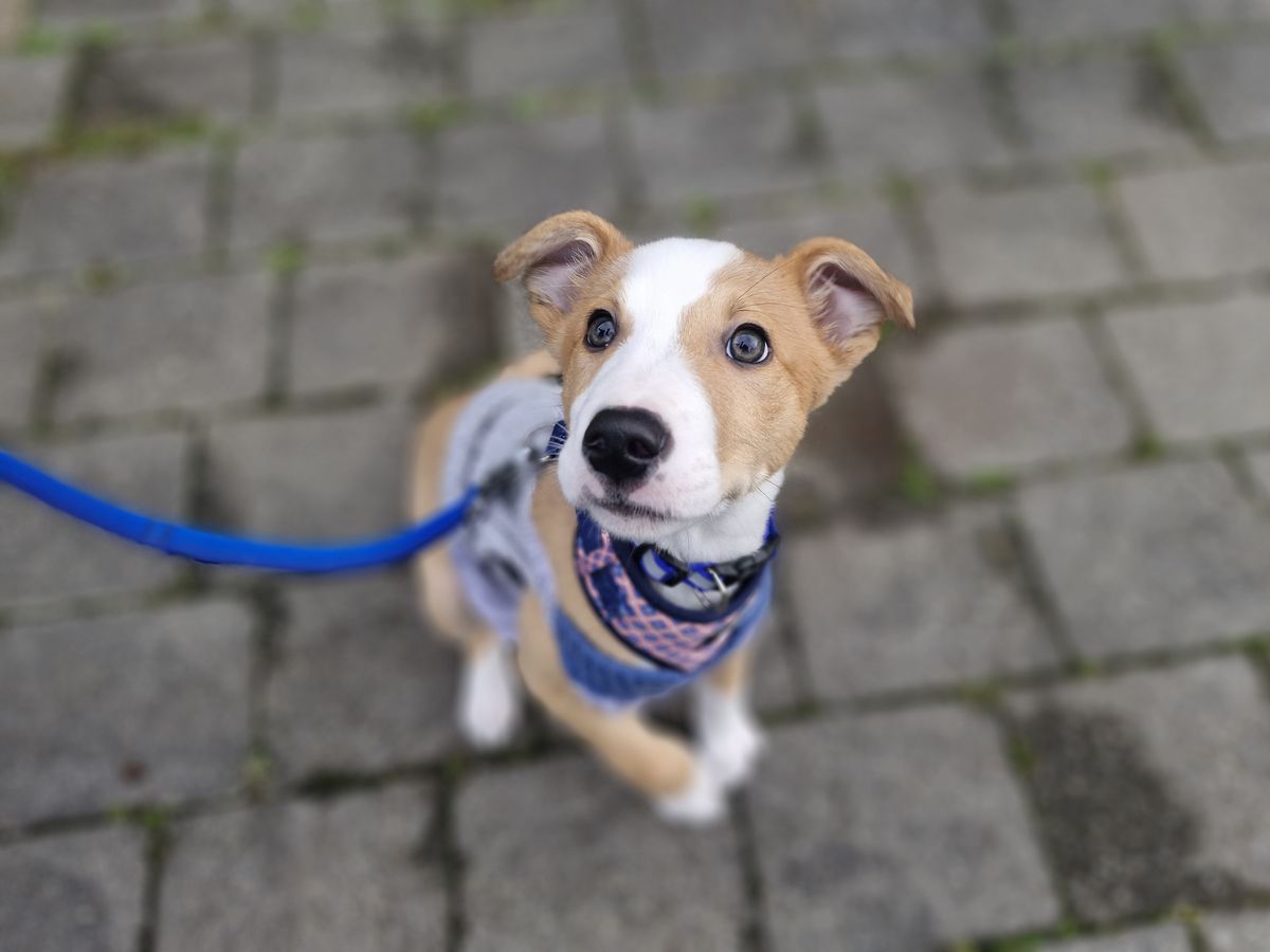 Gallery image: Ollie