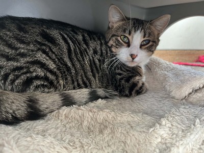 Iris  - Domestic Short Hair