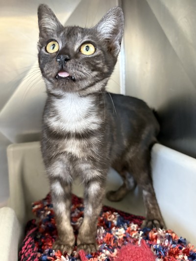Lynn - Domestic Short Hair