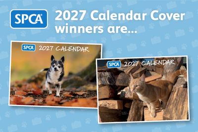 Nail-biting finish to SPCA’s Pets of the Year calendar competition secures the 2027 cover stars! 