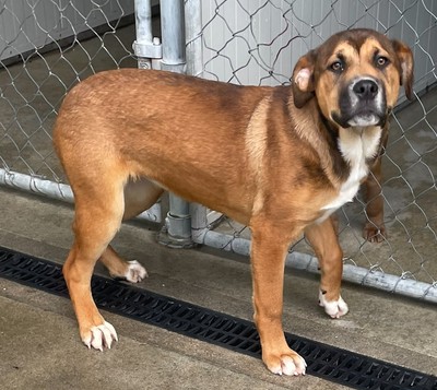Milly - Medium Cross Breed