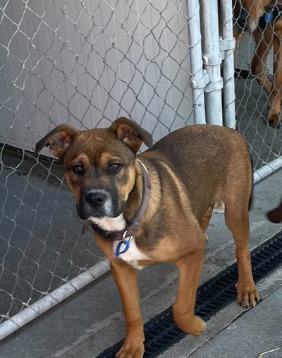 Badger - Medium Cross Breed
