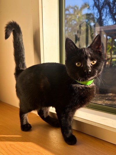 Morticia - Domestic Short Hair