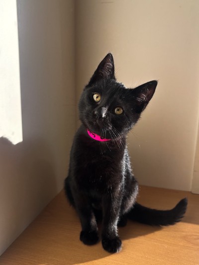 Mulberry - Domestic Short Hair