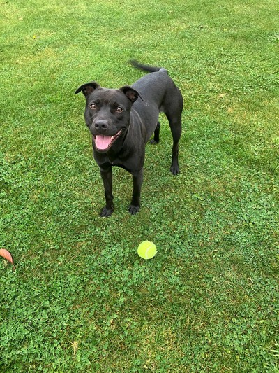 Violet  - Staffy