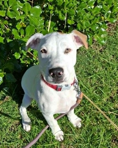 Missy Elliot - American Bulldog