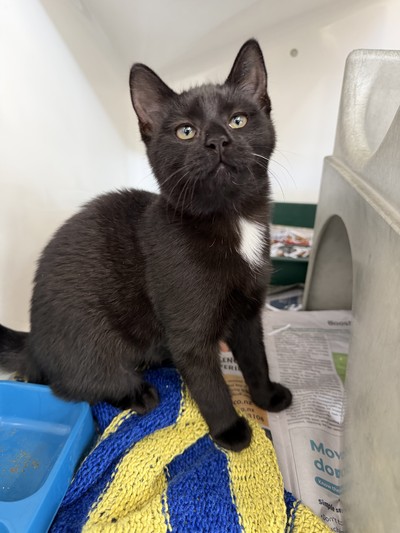 Locket - Domestic Short Hair