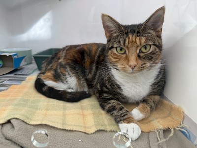 Freya - Domestic Short Hair
