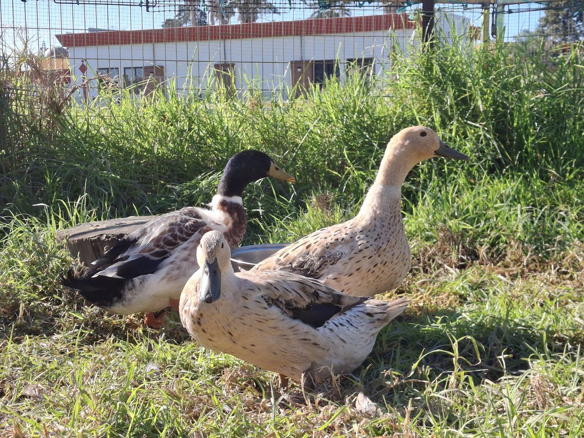 Gallery image: Coral, Ripple And Jet