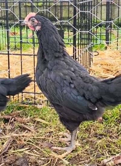Roo5 - Chicken