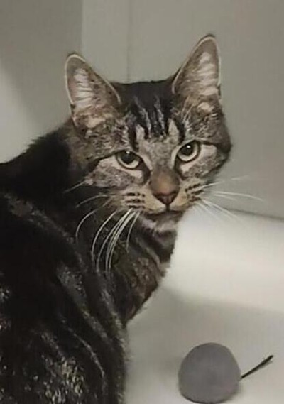 Prudence - Domestic Short Hair